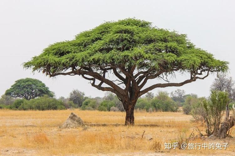非洲哪些树种适宜做胶合板